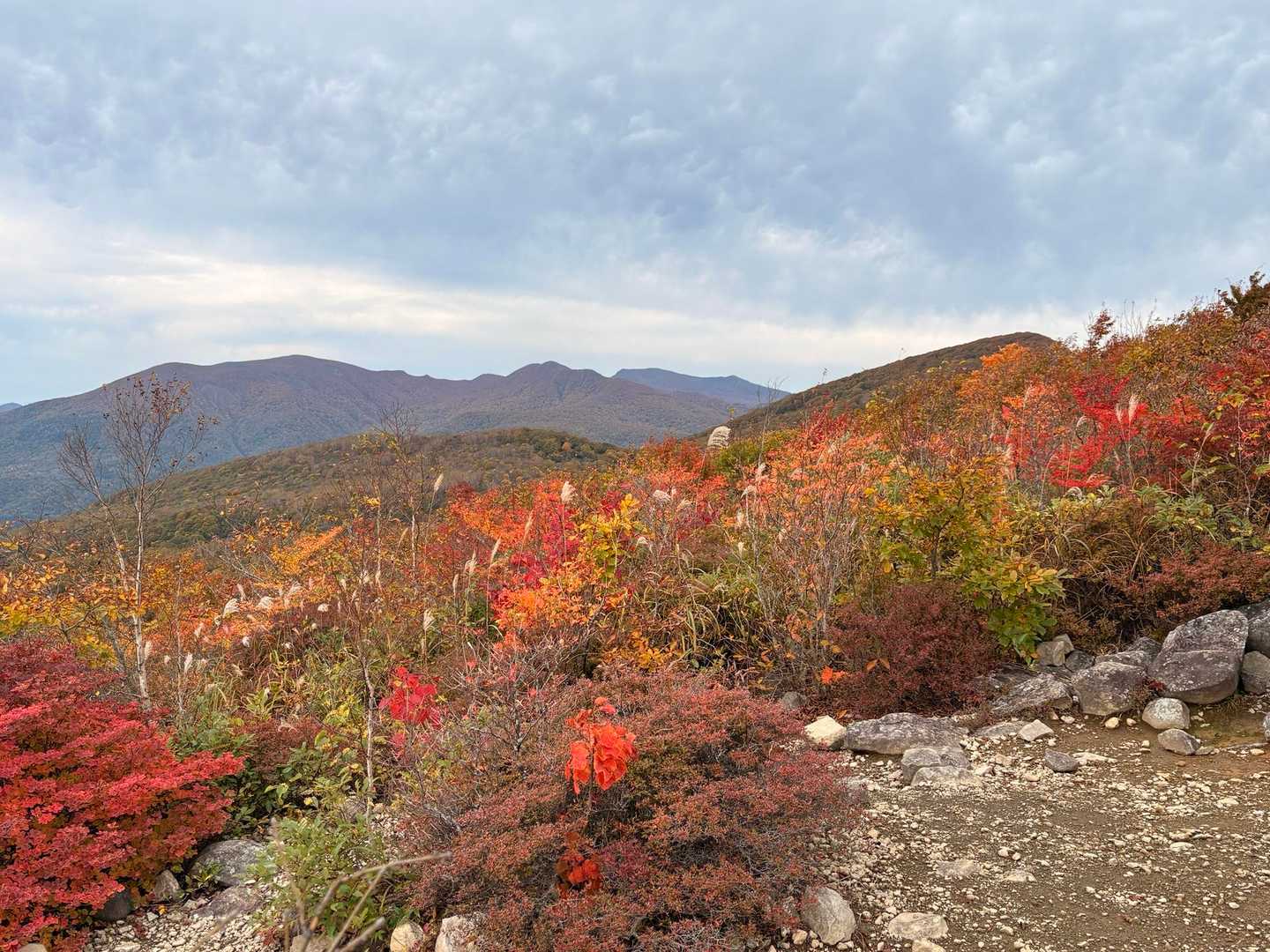 🍁🍁