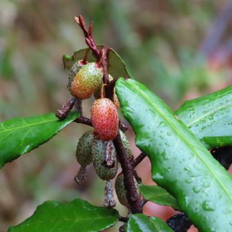 ナワシログミが赤くなってきました