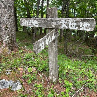 大笹池方面から戻ってきて再び甘利山へ
帰ってきてまるさんの日記見たら大笹池まで行けばクリンソウの群生があったんですね("¯̆‎ᵔ¯̆)ꢖ" ｻﾞﾝﾈーﾝ
でも、今日は周回できなかったなー🤔