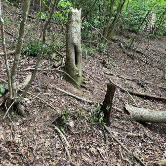 あちこちで、やや太めの木まで折れています🪵台風6号は、音羽山ではかなり風が強かったんだぁ🌀🌪️