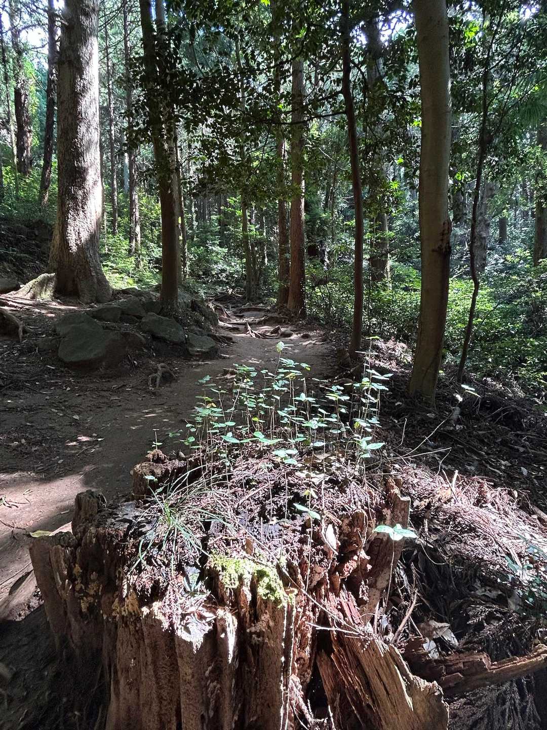 切り株に若芽。筑波山バージョン。