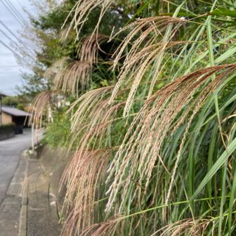 秋だねー