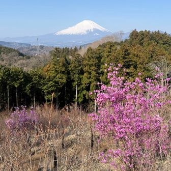 富士山と映える