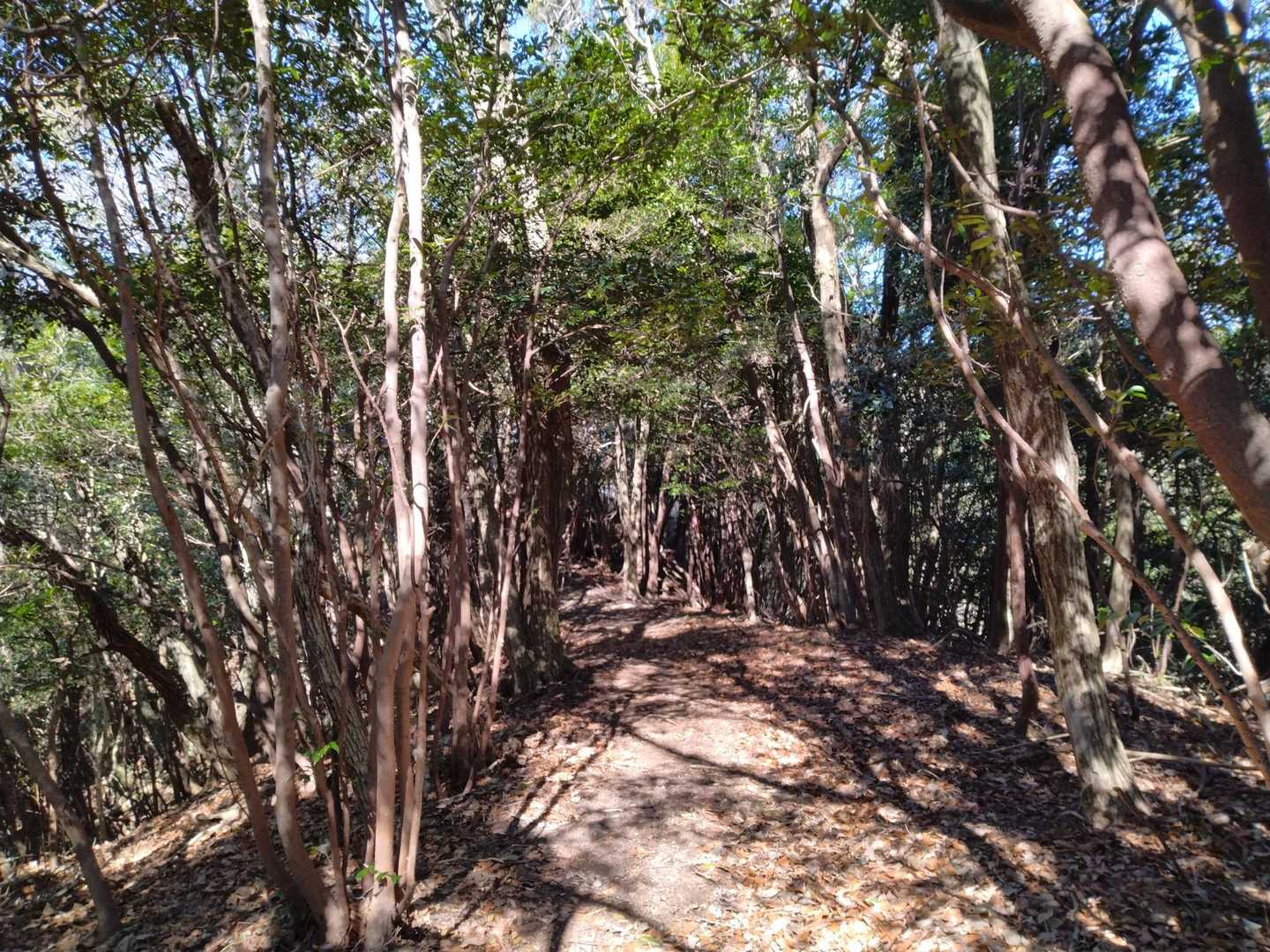 二宝満宮-ニタ山-宮地岳 往復コースの写真