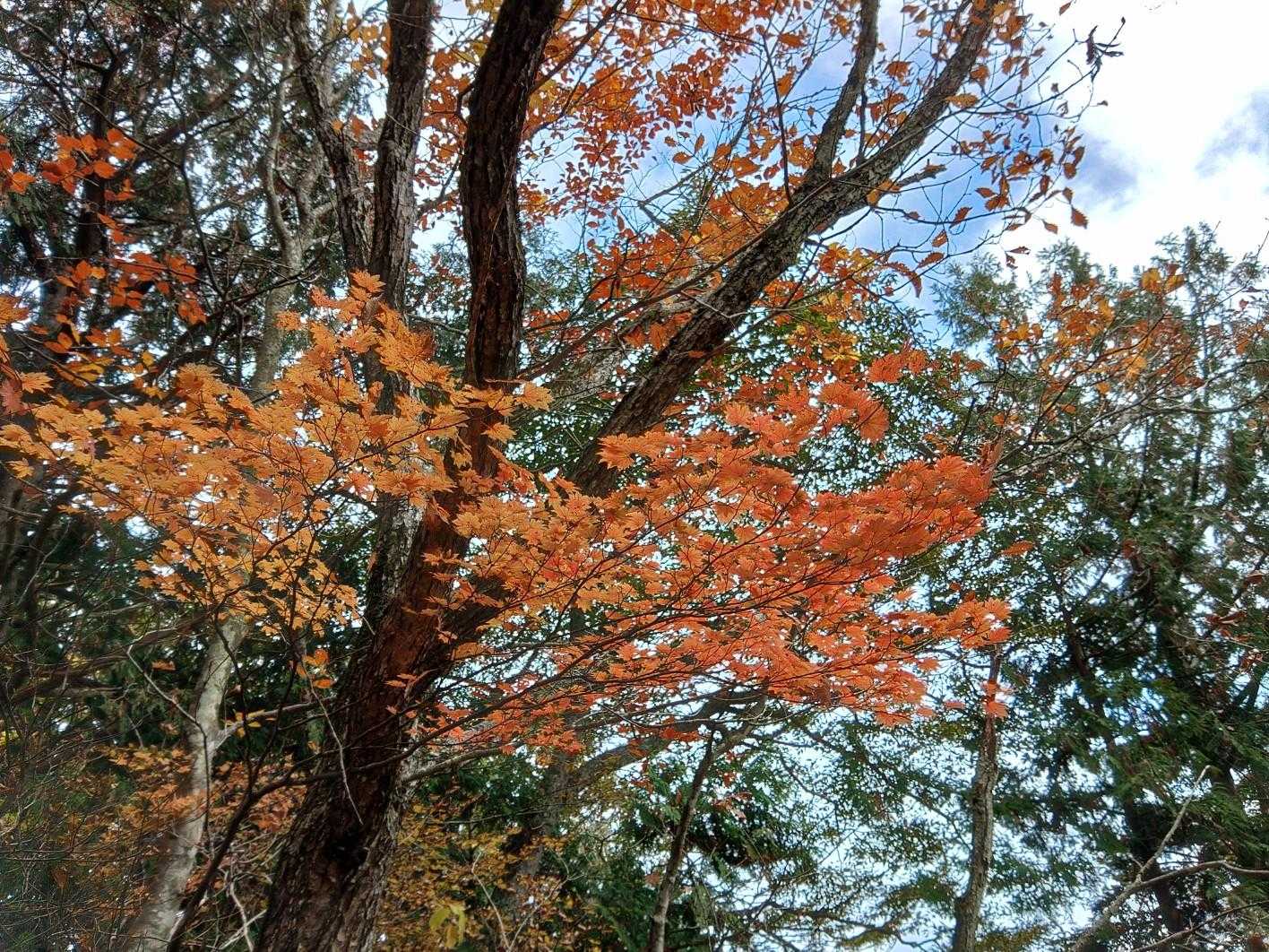 紅葉🍁