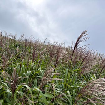 ススキ🌾秋ですわ