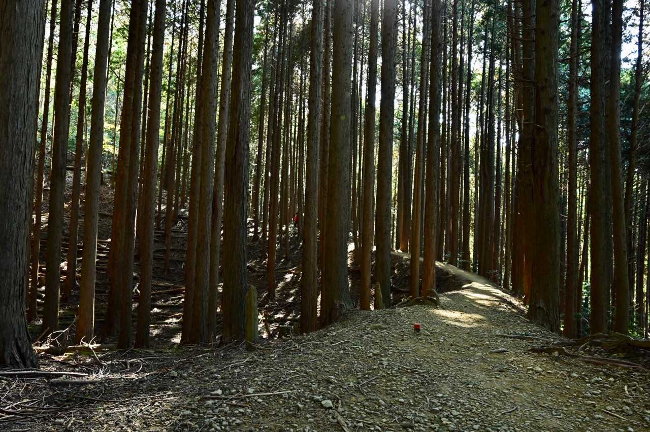 林道進む