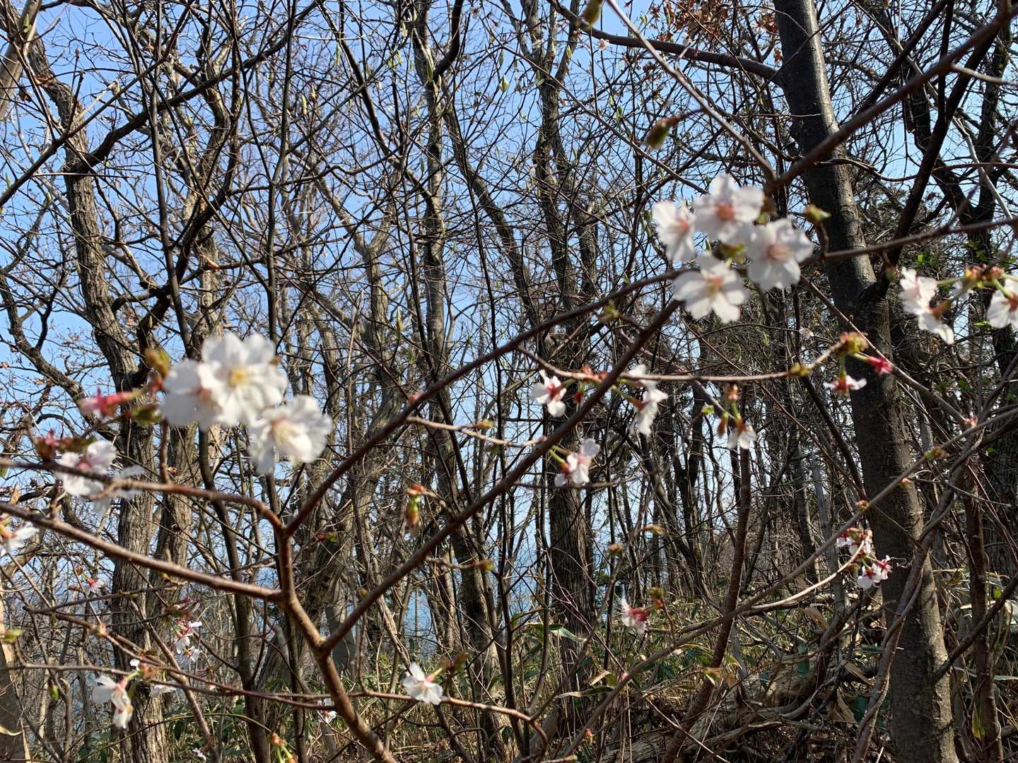 山頂に桜咲いてました🌸