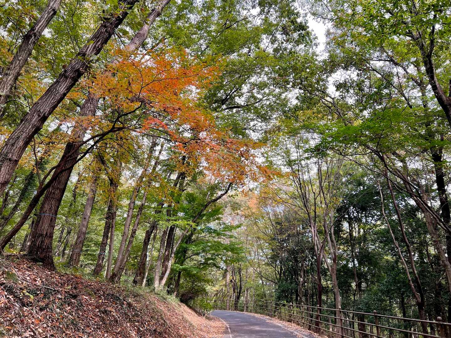 紅葉は、全体的にまだ早い感じでした😓🍁