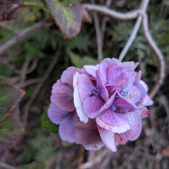 🌸アジサイさんまだ咲いてました🥰