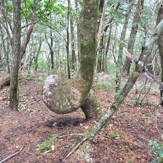熊野古道 小辺路 ぐるりんぱ