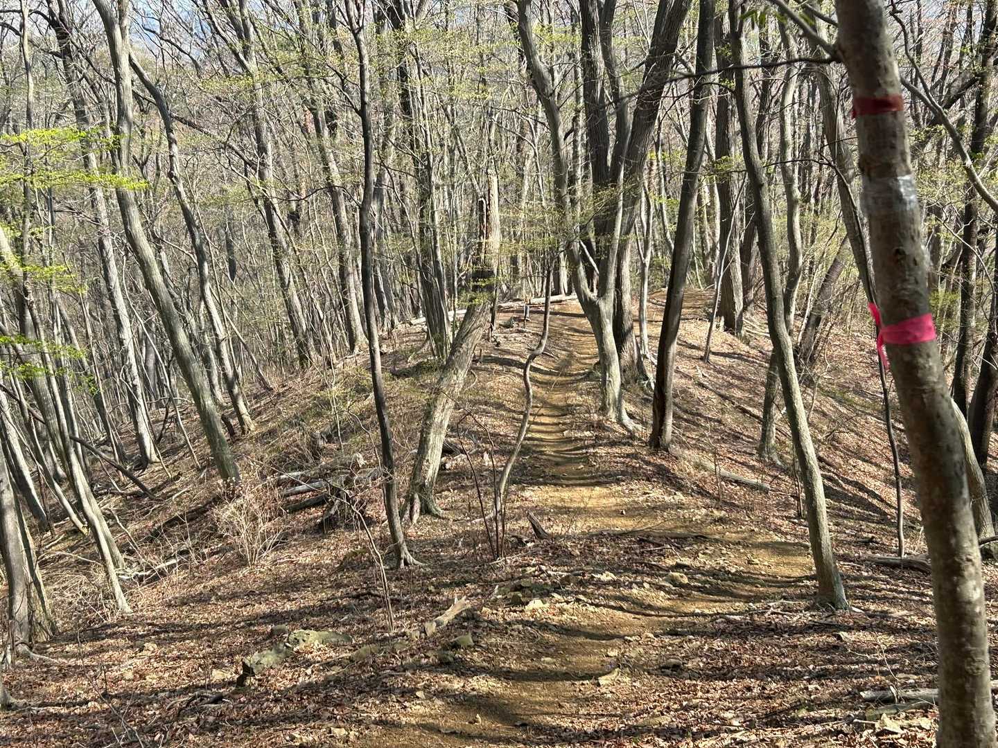 気持ちのいい尾根道