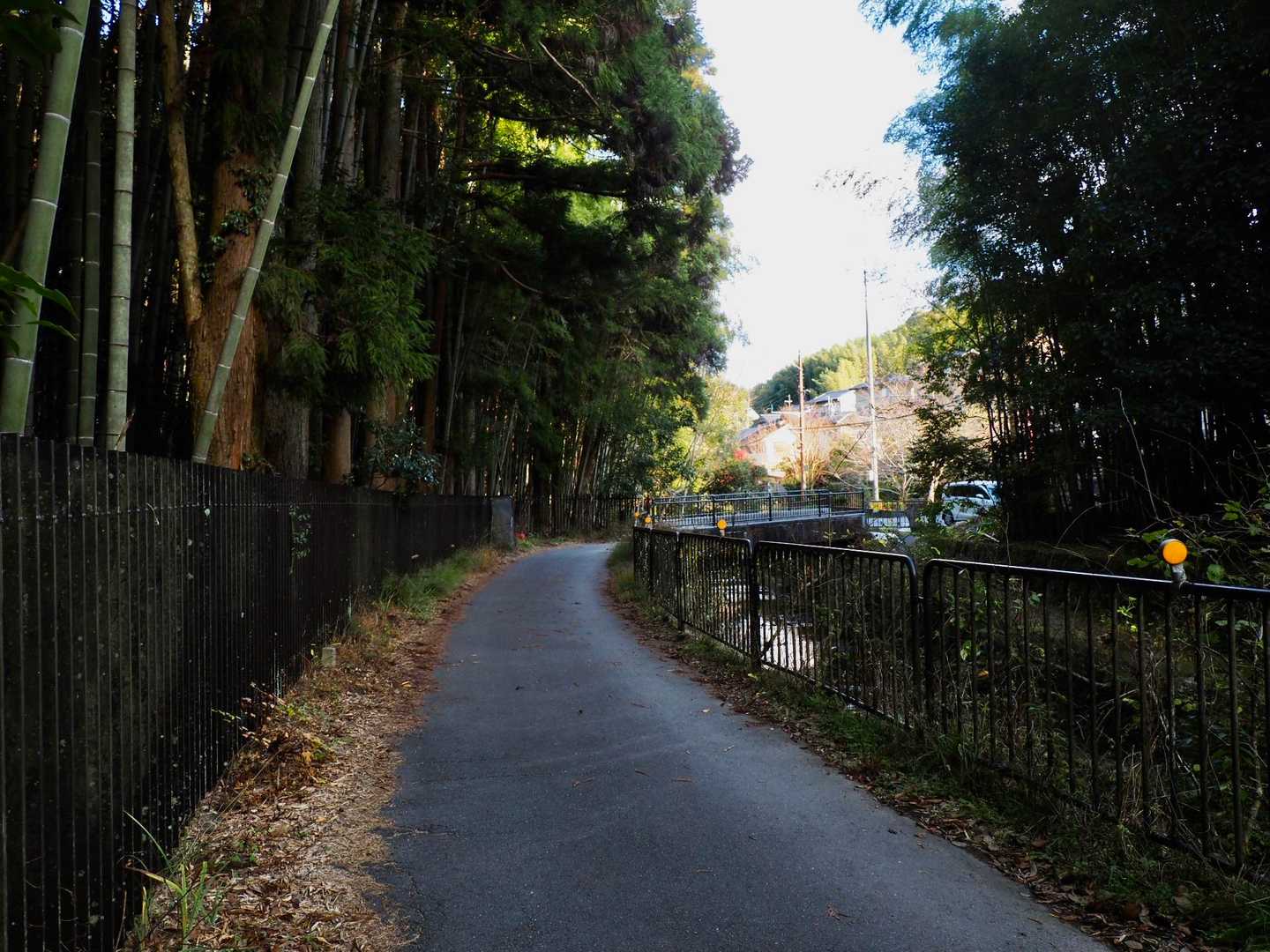 竹林に並行する舗装道を歩きます。