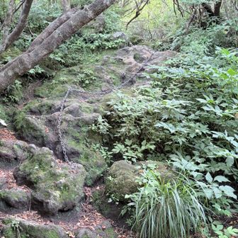 終始、好きな景観の登山道😊