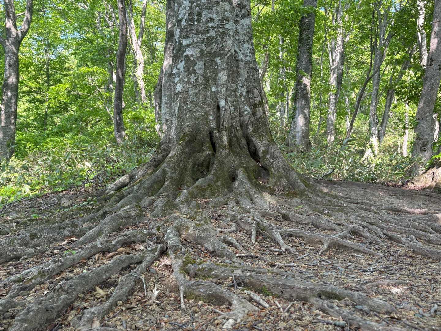 根を張って生きてる