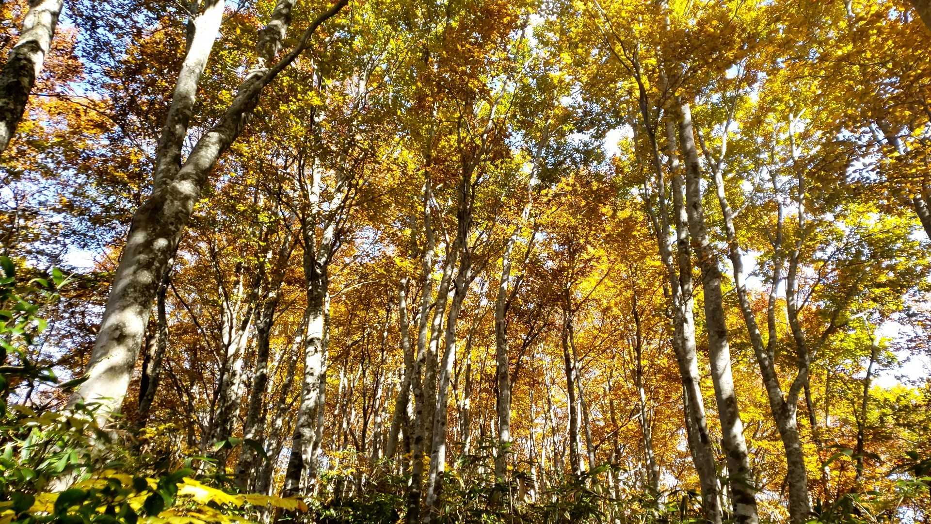 朴峠-高落場山 往復コースの写真