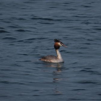なんか平井堅を感じる鳥、カンムリカイツブリ