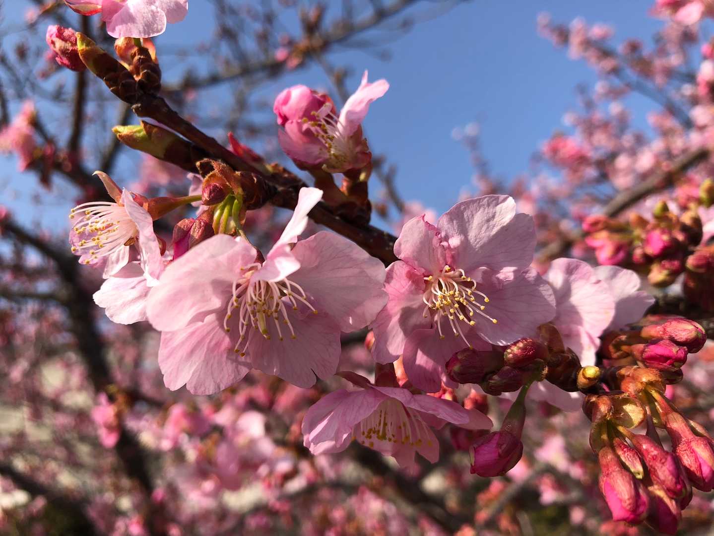 秦野駅付近の桜🌸