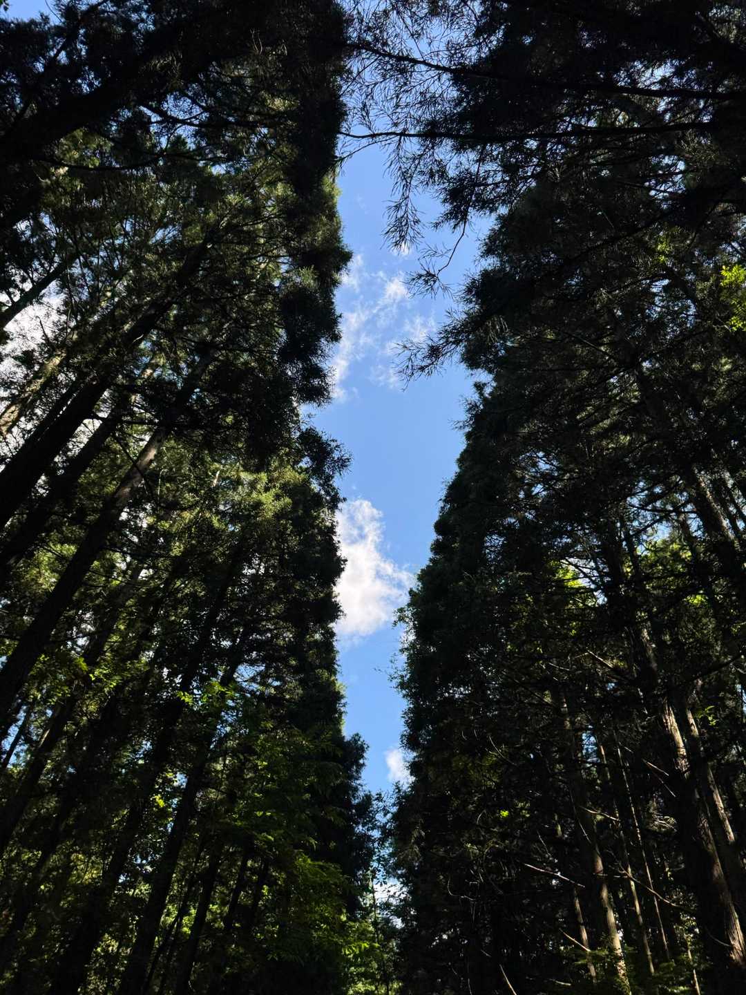 杉並木に青空の道が見えた