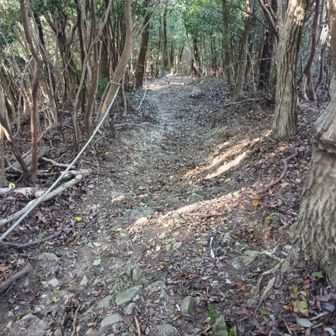 地蔵山付近の登り坂（上から撮影）…角度が相変わらず急だな〜💦