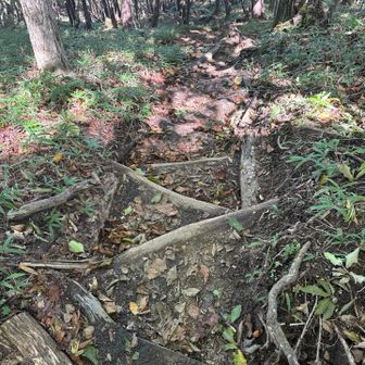 上から見たとこ。丹沢・高尾のような人工物でなく、すべてその場にある自然の材料で整備されているのに注目したい。
