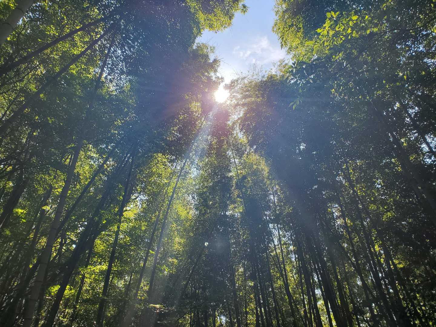 由良ヶ岳-由良ヶ岳 往復コースの写真