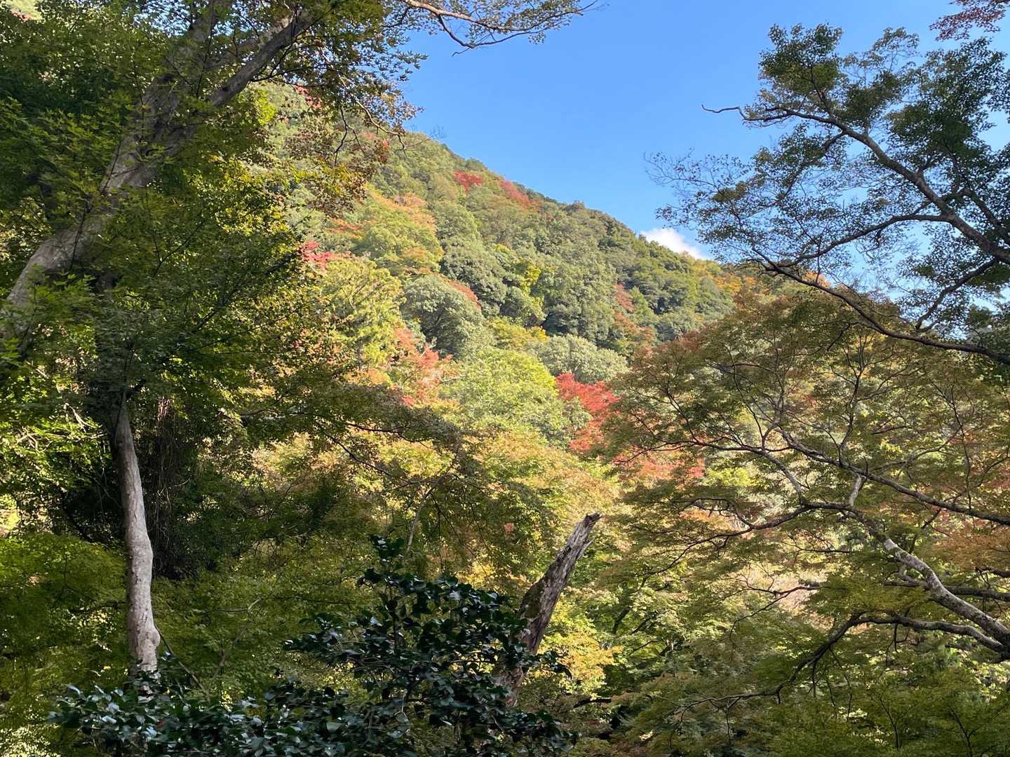 山のおもてなし｜箕面・東海自然歩道ハイキングの写真
