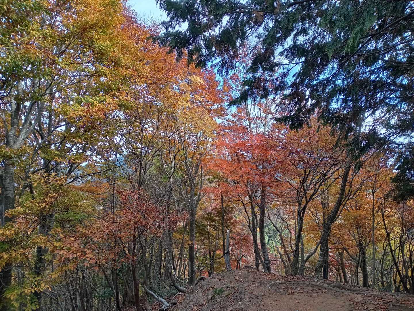 尉ヶ畑峠-高竜寺ヶ岳 往復コースの写真
