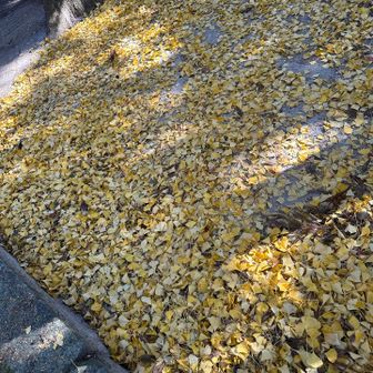 東の宮神社でわぁ〜真っ黄色発見！
