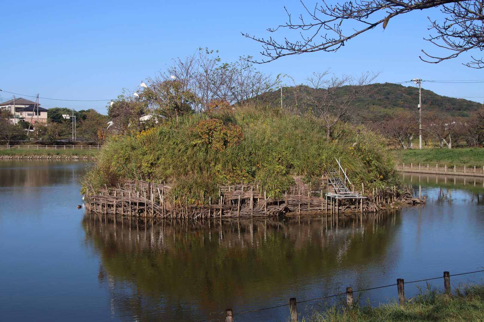 北条大池の島
シラサギがとまっていました