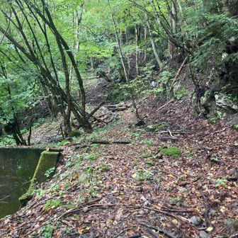 やっと山道
荒れ気味
来る人少な過ぎんだねきっと