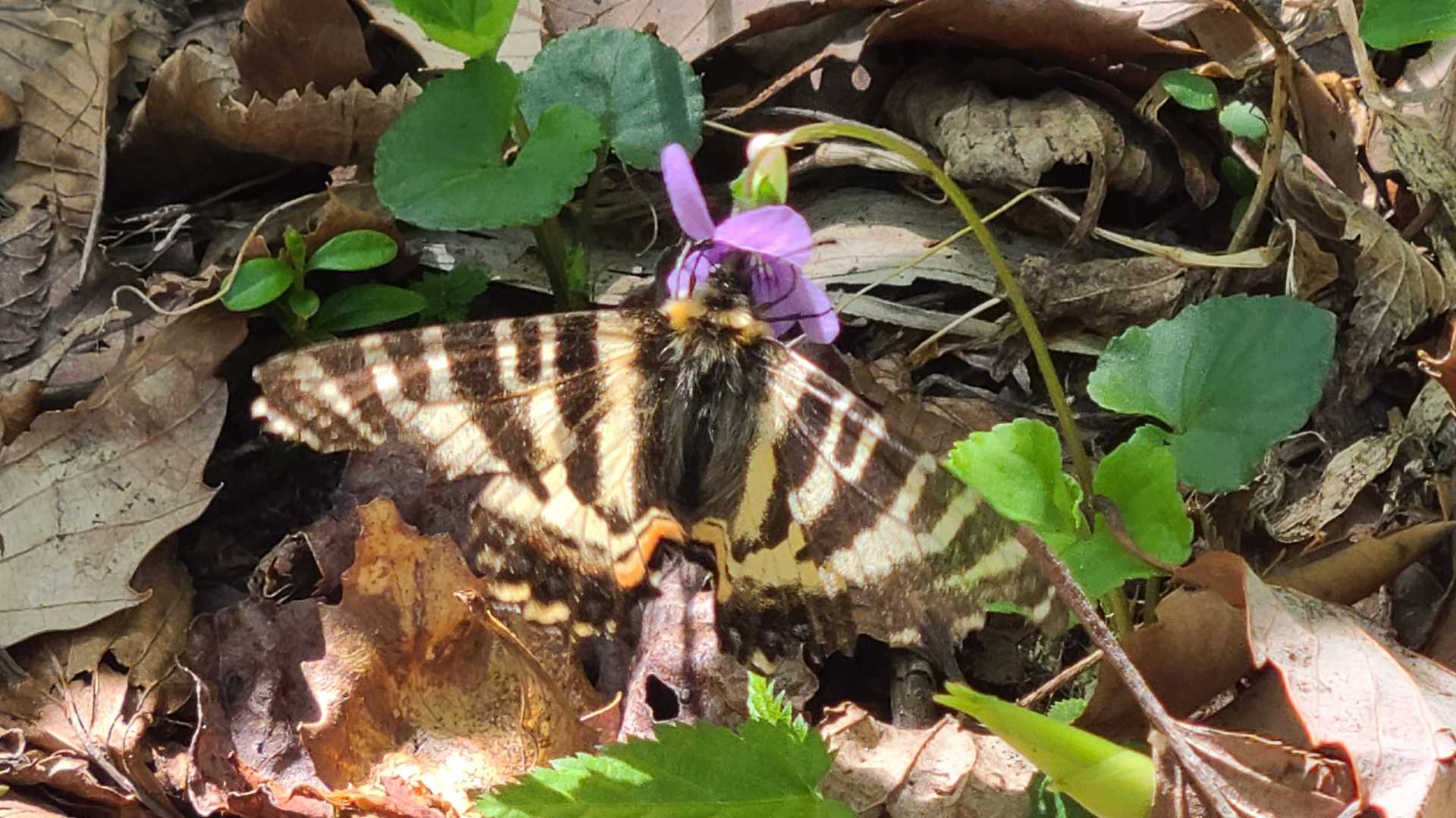 ギフチョウ🦋