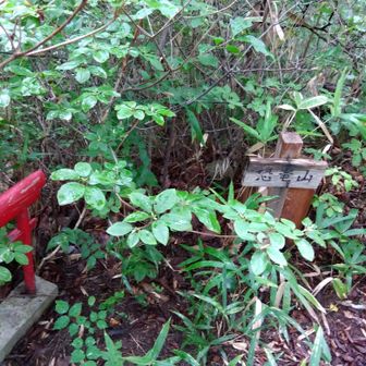 恐竜山。クモの巣にかかる