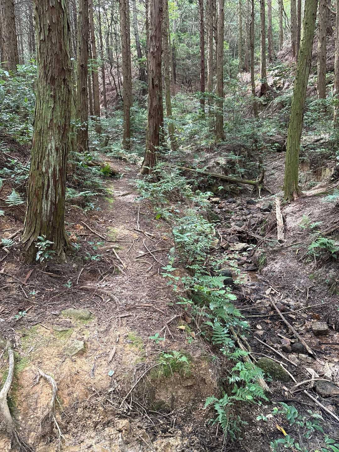 福西山登り口-福西山-熊野神社 周回コースの写真