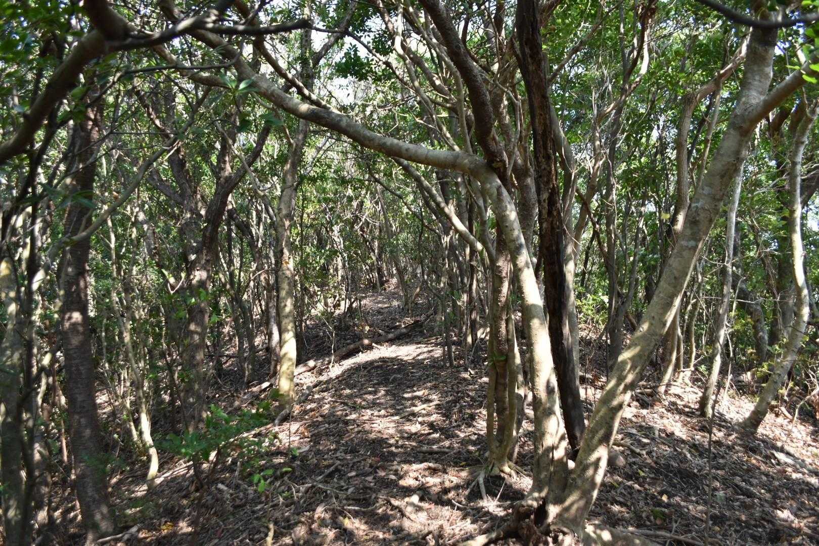 尾根に乗る。
北西の風強し。

本土最南端と言うことで薄着できたけど、けっこう寒い🤧。