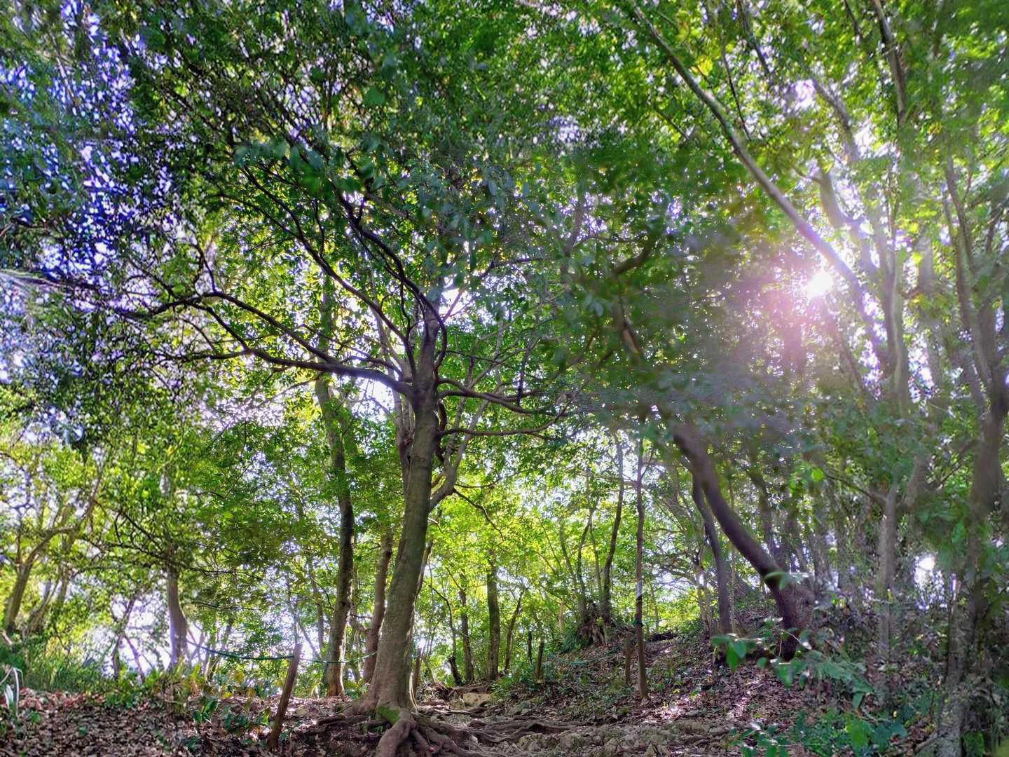 木々の緑が美しい🌳