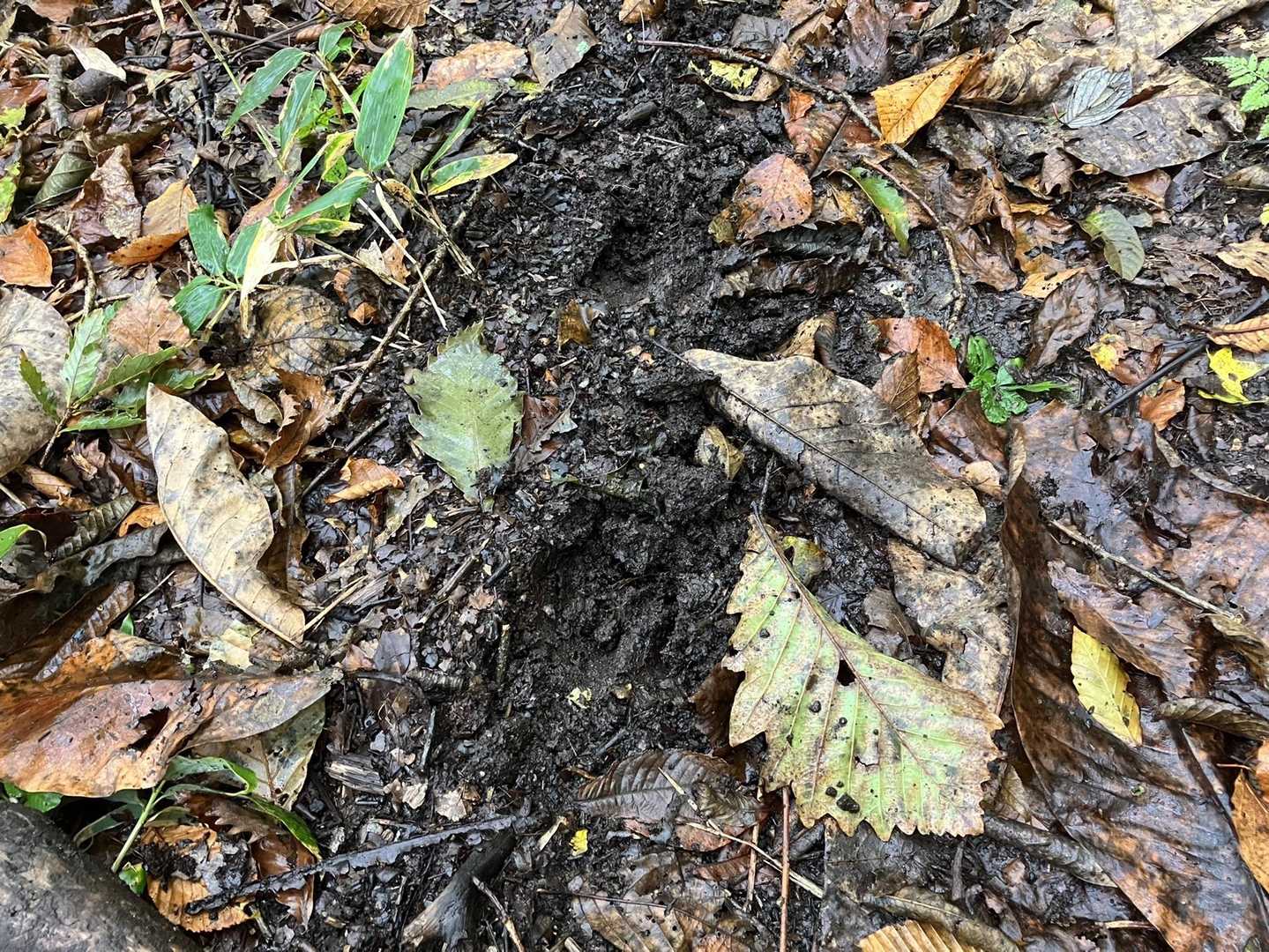 何の足跡🐾？