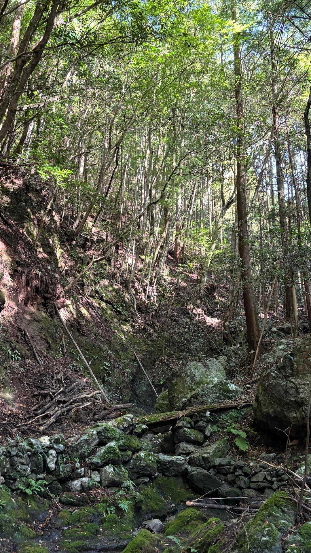 ひたすら登る…登山道は整備されて歩き易い😊