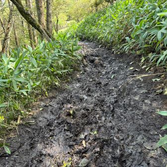 平沢山までは昨日までの雨の影響かぬかるんだ道が多かったです