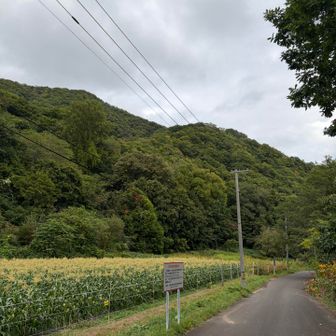 トトロが住んでそうな森🌳