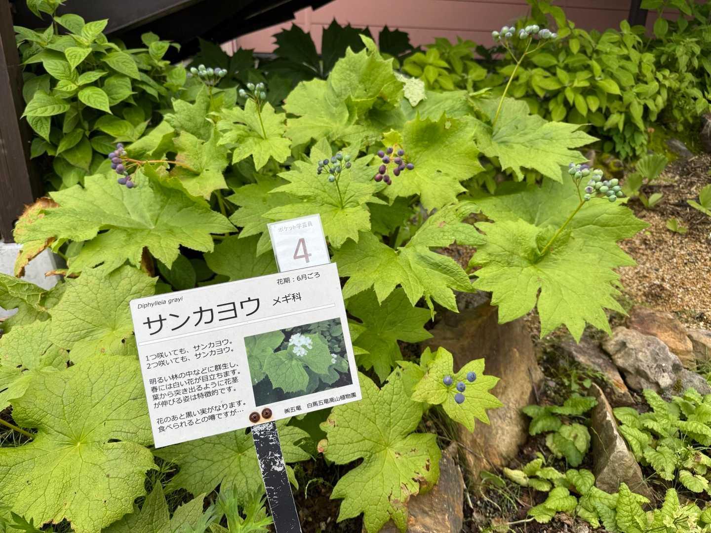 サンカヨウは思っていたよりずっと大きくびっくり！花が終わって実になっていた😅
