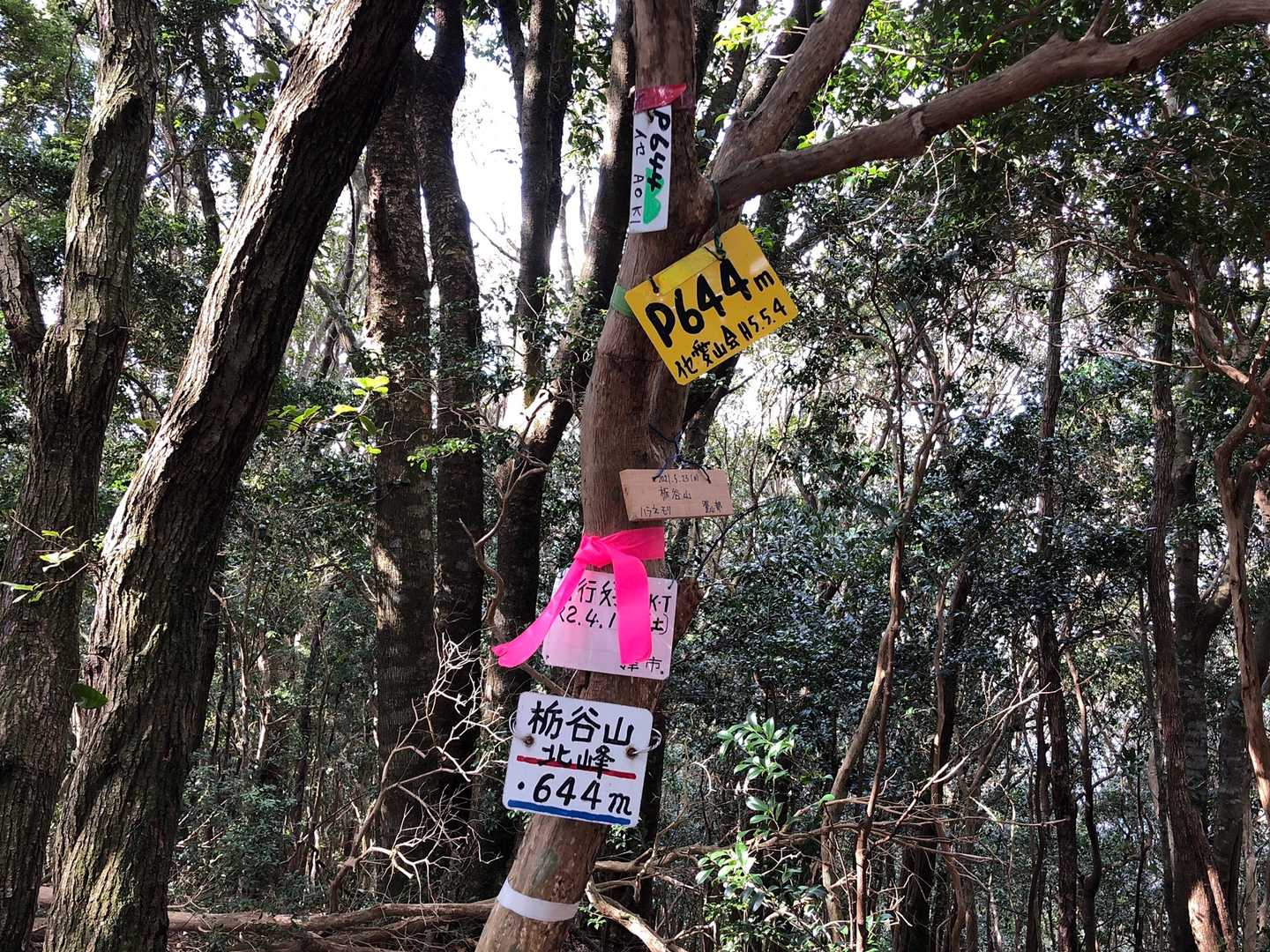 栃谷山北峰登頂🙌
今日は3つピーク取れるよ