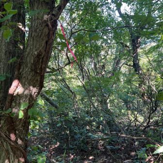 屋敷山分岐　以前からピンテは気になっていた　でも出だしが踏み跡が見えず、スルーしてました　倒木がありますが、中に入れば、下の踏み跡が出てくる　ピンテがたくさんあり、迷うことはないと思う