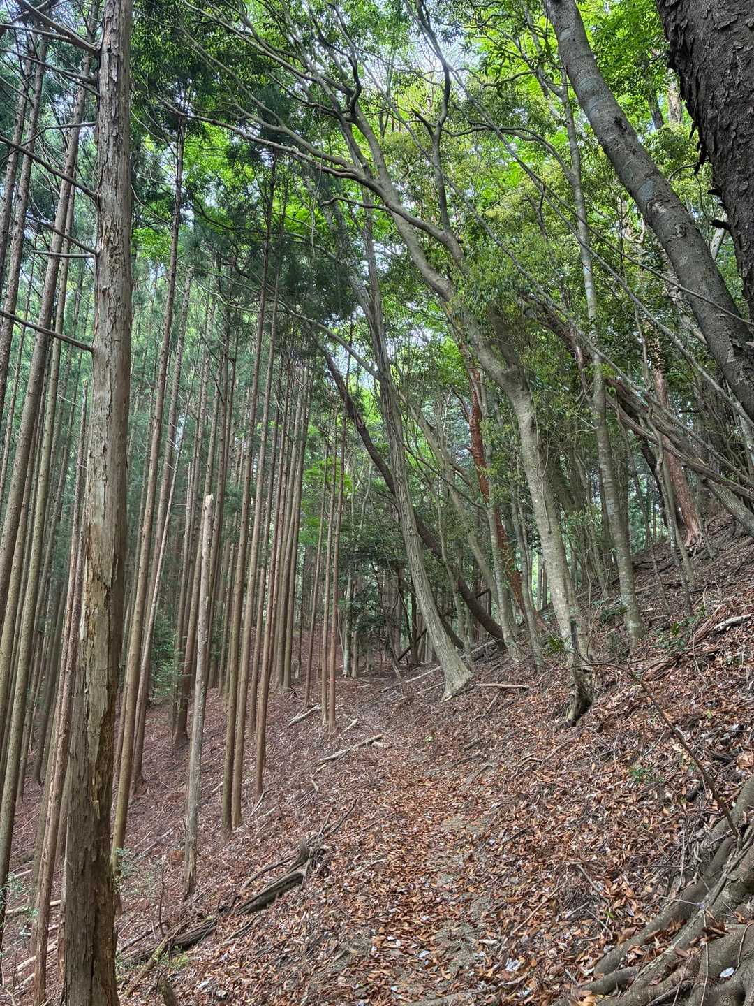 春埜山 往復コースの写真