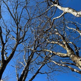 ほんとは霧氷を見上げたかった😂
でも、これはこれで良し👍