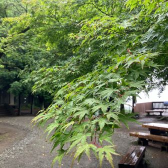 緑が雨に濡れて綺麗