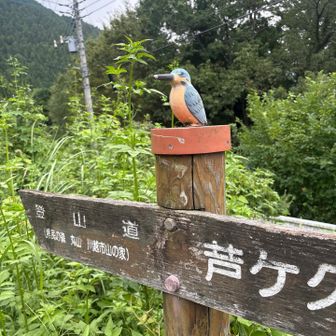 🐦