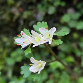 ハナネコノメ
5mmのほんとに小さな花