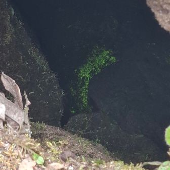 帝釈山手前でヒカリゴケ、メッケです～👍️🙆‍♂️🆗✨今日も一緒に歩いてくれた相方に感謝です～👍️サンキュウ😉👍🎶