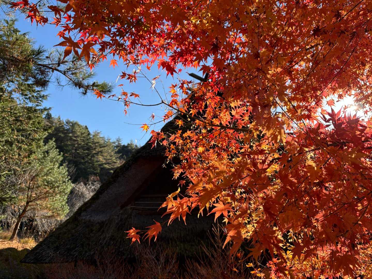 🍁きれい〜
